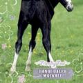 Cover Art for 9780842387231, Friendly Foal by Dandi Daley Mackall