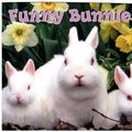 Cover Art for 9780448424705, Funny Bunnies by Tui T Sutherland