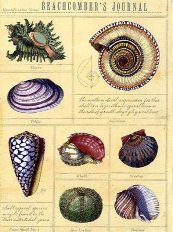 Cover Art for 9780307590862, Beachcomber's Journal by Potter Style