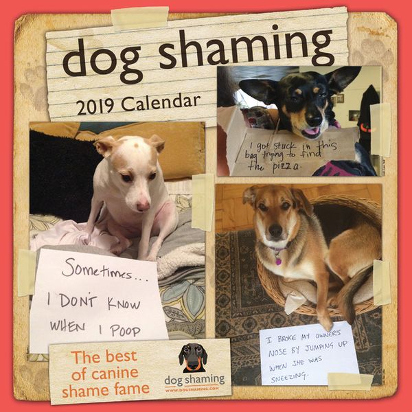 Cover Art for 9781449492298, Dog Shaming 2019 Square Wall Calendar by Andrews McMeel