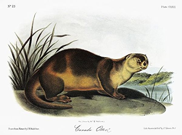 Cover Art for 7434312330358, Audubon Otter Nnorth American Or Canadian Or Northern River Otter (Lontra Canadensis Formerly Lutra Canadensis) Lithograph C1854 After A Painting By John Woodhouse Audubon For John James AudubonS Vivi by 
