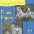 Cover Art for 9780739844236, From Puppy to Dog (How Do They Grow?) by Jillian Powell; Julian Powell