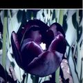 Cover Art for 9786050440935, The Black Tulip by Alexandre Dumas