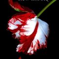 Cover Art for B002RI97MU, New Moon (Twilight Saga Book 2) by Stephenie Meyer
