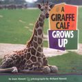Cover Art for 9781575051970, A Giraffe Calf Grows Up (Baby Animals (Carolrhoda Books Hardcover)) by Joan Hewett