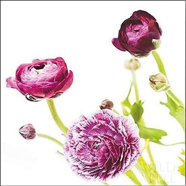 Cover Art for B01JB8KW40, Stretched Canvas Picture - Laura Marshall: Spring Ranunculus II Canvas Picture - 65X65 by 