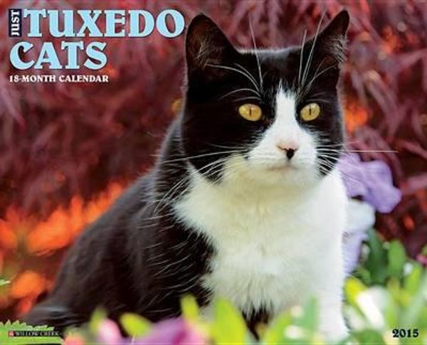 Cover Art for 9781623433840, 2015-Tuxedo Cats by Willow Creek Press