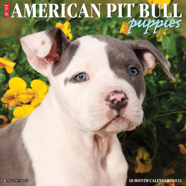 Cover Art for 9781549210426, Just American Pit Bull Terrier Puppies 2021 Wall Calendar (Dog Breed Calendar) by Willow Creek Press