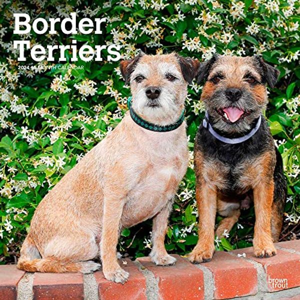 Cover Art for 9781975467807, Border Terriers | 2024 12 x 24 Inch Monthly Square Wall Calendar | BrownTrout | Animals Dog Breeds by Publishers Inc., BrownTrout