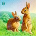 Cover Art for 9780140364538, Watership Down by Richard Adams