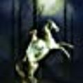 Cover Art for 9789512096275, Varjojen ratsu by Nora Roberts