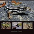 Cover Art for B07JRFQ36K, Reptiles and Amphibians of Australia by Harold Cogger