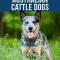 Cover Art for 1230003615102, The Complete Guide to Australian Cattle Dogs: Finding, Training, Feeding, Exercising and Keeping Your ACD Active, Stimulated, and Happy by Tarah Schwartz