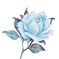 Cover Art for 9781787823174, The Blue Rose by Kate Forsyth