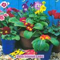 Cover Art for 9780794504458, Usborne Starting Gardening by Johnson, Sue, Evans, Cheryl