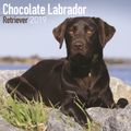 Cover Art for 9781785803390, Chocolate Labrador Retriever Calendar 2019 by Avonside Publishing Ltd