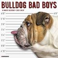 Cover Art for 9781549205590, Bulldog Bad Boys 2020 Wall Calendar (Dog Breed Calendar) by Willow Creek Press