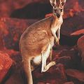 Cover Art for 9781090220509, Notebook: Kangaroo Medium College Ruled Notebook 129 pages Lined 7 x 10 in (17.78 x 25.4 cm) by Ahirta