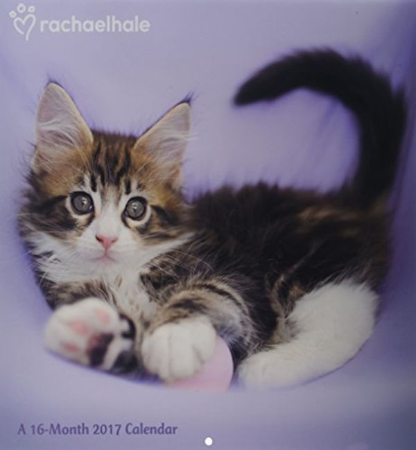 Cover Art for 9781682094457, Rachael Hale Cats 2017 Calendar by Acco Brands