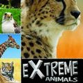 Cover Art for 9781742831169, Extreme Animals by Sarah Creese