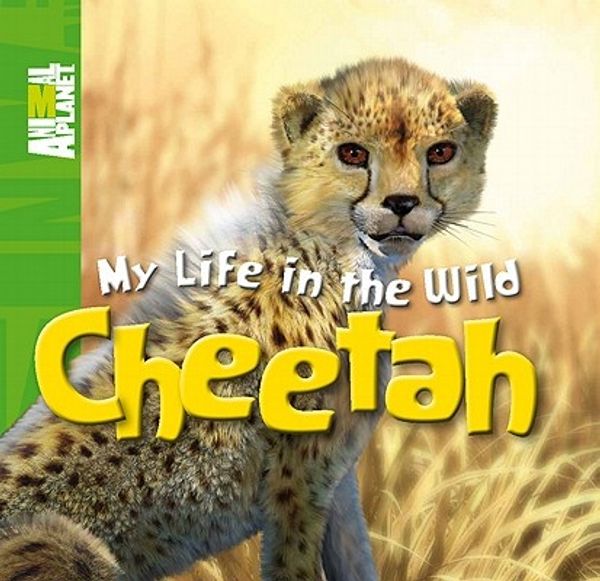 Cover Art for 9780753467251, Cheetah by Meredith Costain