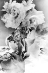 Cover Art for 9780993322037, NICK KNIGHT Roses by Knight, Nick, Hue-Williams, Michael, Knight, Nick