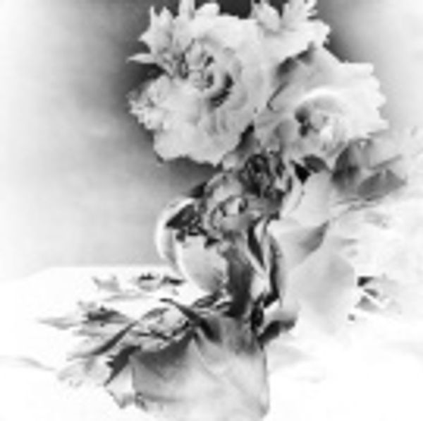 Cover Art for 9780993322037, NICK KNIGHT Roses by Knight, Nick, Hue-Williams, Michael, Knight, Nick