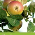 Cover Art for B01F81WEVS, Fruit: River Cottage Handbook No.9 by Mark Diacono(2014-04-29) by Mark Diacono