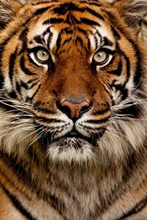 Cover Art for 9781672368544, Save The Tiger 2020 Weekly Monthly Planner: Diary with Agenda & Calendar Schedule, To Do List, Notes, Water Intake Log & Expense Tracker | Tiger Gifts ... Wildlife Conservation & Habitat Preservation by Save The Wild