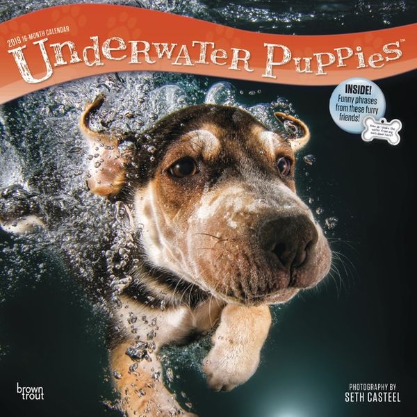 Cover Art for 9781465075321, Underwater Puppies 2019 Square Wall Calendar by Inc Browntrout Publishers