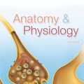 Cover Art for 9780321887634, Anatomy & Physiology (5th) [Jan 01 2012] Elaine N. Marieb and Katja Hoehn by Elaine N. Marieb; Katja Hoehn