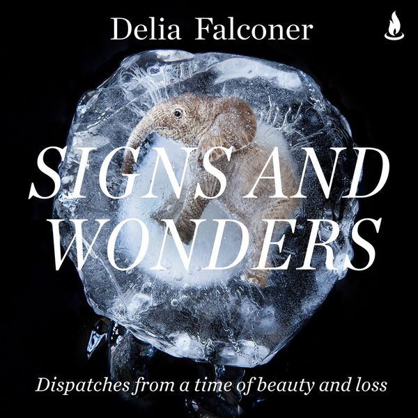 Cover Art for 9781760857844, Signs and Wonders by Delia Falconer, Delia Falconer