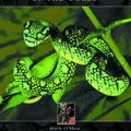 Cover Art for 9781843309727, Venomous Snakes of the World by Mark O'Shea