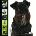 Cover Art for 9789058218421, Miniature Schnauzer by 