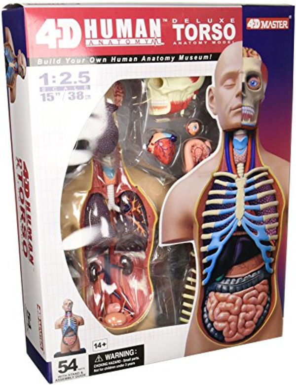 Cover Art for 4893409260801, 4D Vision  Deluxe Human Anatomy Torso Model by Unknown