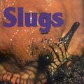 Cover Art for 9780822530411, Slugs by Anthony D. Fredericks