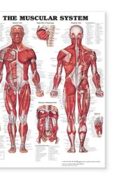 Cover Art for 9781587799815, The Muscular System Giant Chart by Anatomical Chart Company
