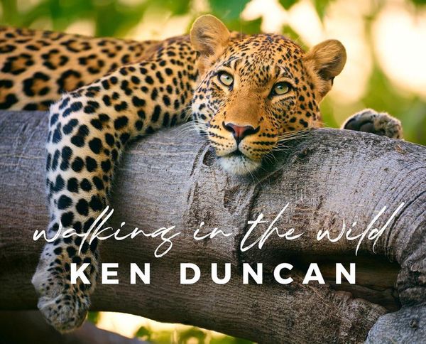 Cover Art for 9780987605924, Walking in the Wild by Ken Duncan