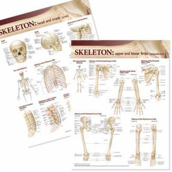 Cover Art for 9780781786416, Lippincott Williams and Wilkins Atlas of Anatomy Skeletal System Chart Set by Acc