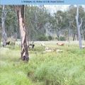 Cover Art for 9780643091207, Managing and Conserving Grassy Woodlands by S. Mcintyre