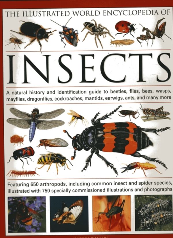 Cover Art for 9780754819097, The Illustrated World Encyclopaedia of Insects by Martin Walters