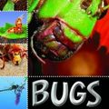 Cover Art for 9781742831183, Bugs by Sarah Creese