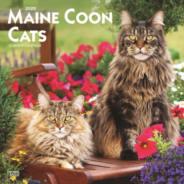 Cover Art for 9781975408404, Maine Coon Cats 2020 12 x 12 Inch Monthly Square Wall Calendar, Animals Cats Maine Coon by BrownTrout Publishers Inc.