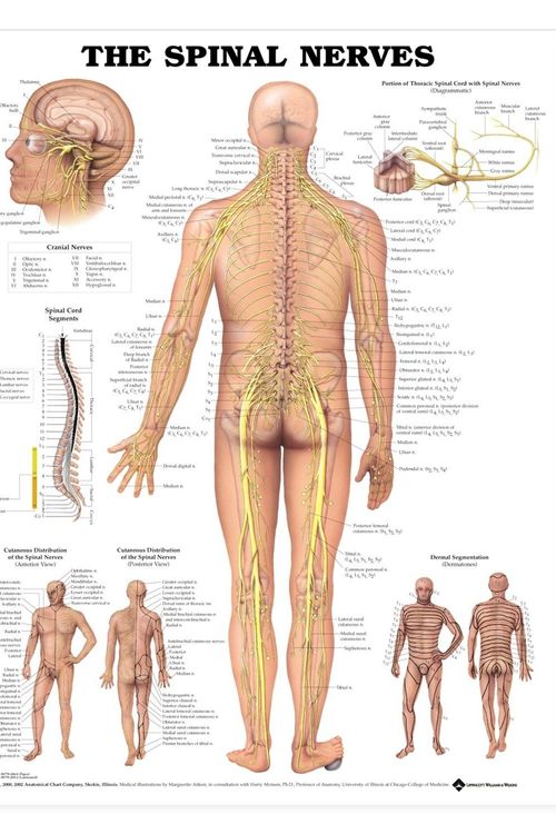 Cover Art for 9781587792052, The Spinal Nerves Anatomical Chart by Anatomical Chart Company