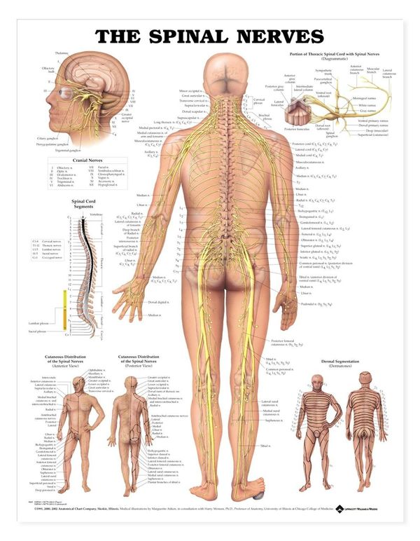 Cover Art for 9781587792052, The Spinal Nerves Anatomical Chart by Anatomical Chart Company