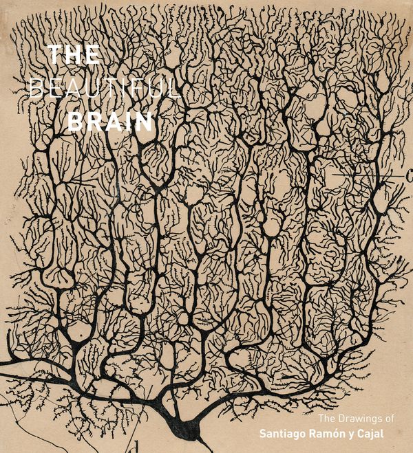 Cover Art for 9781613129944, The Beautiful Brain by Alfonso Araque, Eric Newman, Larry W. Swanson