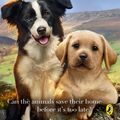 Cover Art for 9780241369104, Paw House The by Megan Rix