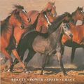 Cover Art for 9781405480536, The Beautiful Horse by Bob Langrish