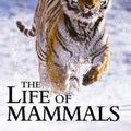 Cover Art for 9780563534235, Life of Mammals by David Attenborough