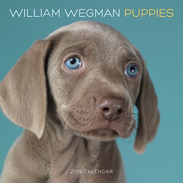 Cover Art for 9781419730030, William Wegman Puppies 2019 Wall Calendar by William Wegman